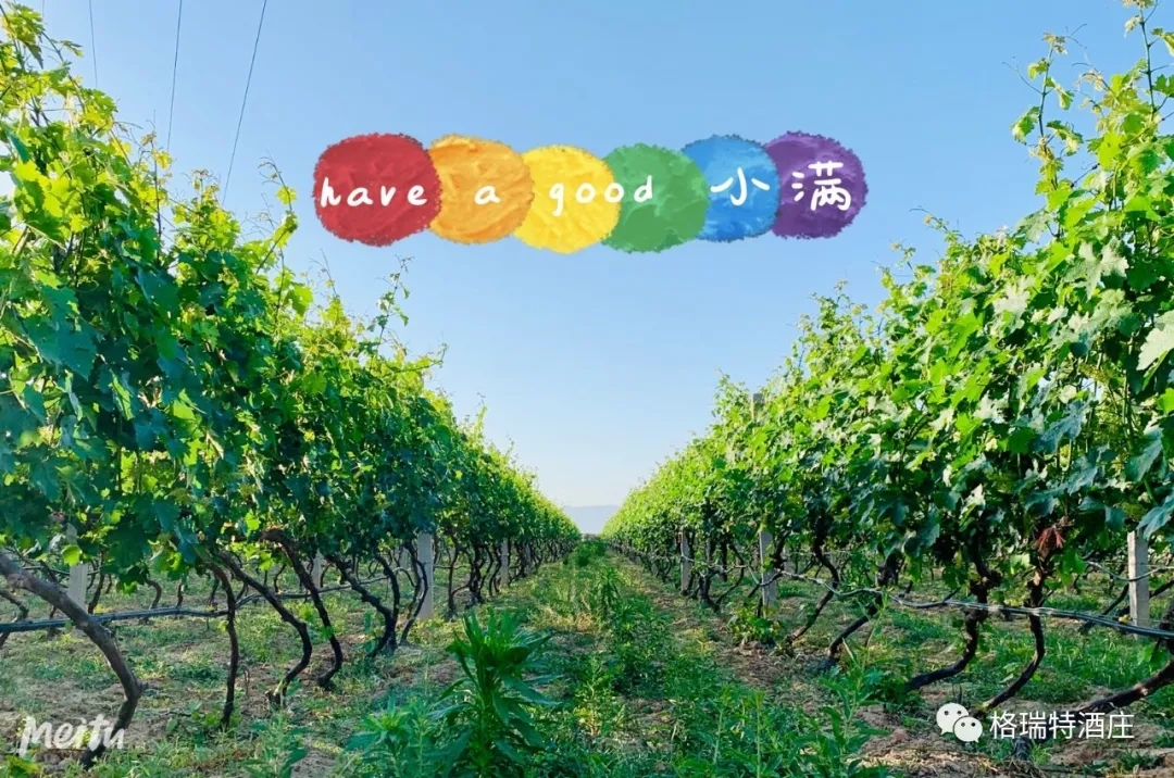 記錄小滿時(shí)節(jié)的酒莊、怎一美字了得！