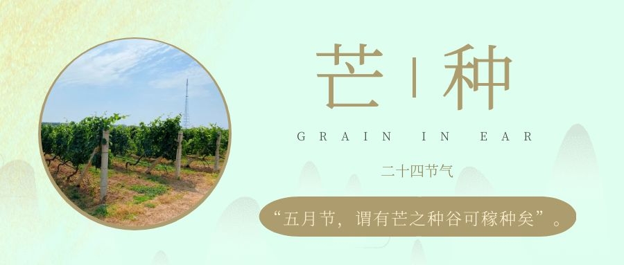 芒種 ▎風(fēng)吹葡園浪，蟬鳴夏始忙