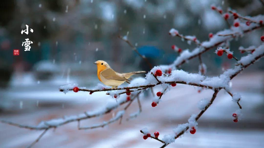 小雪 ▎等一地雪白，與歲月慢酌