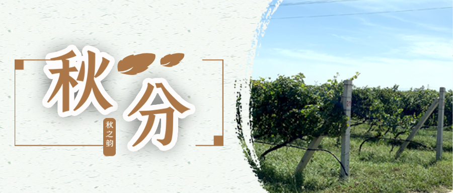 秋分 ▎秋分載萬物，葡園話豐收