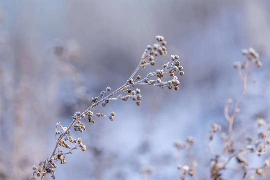 小雪 ▎冬藏萬物，歲月沉香