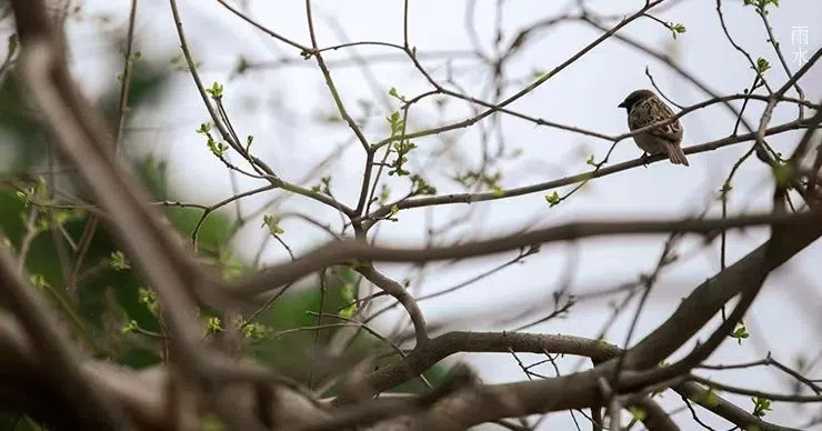 雨水||絲絲春雨潤萬物，杯杯美酒暖人心