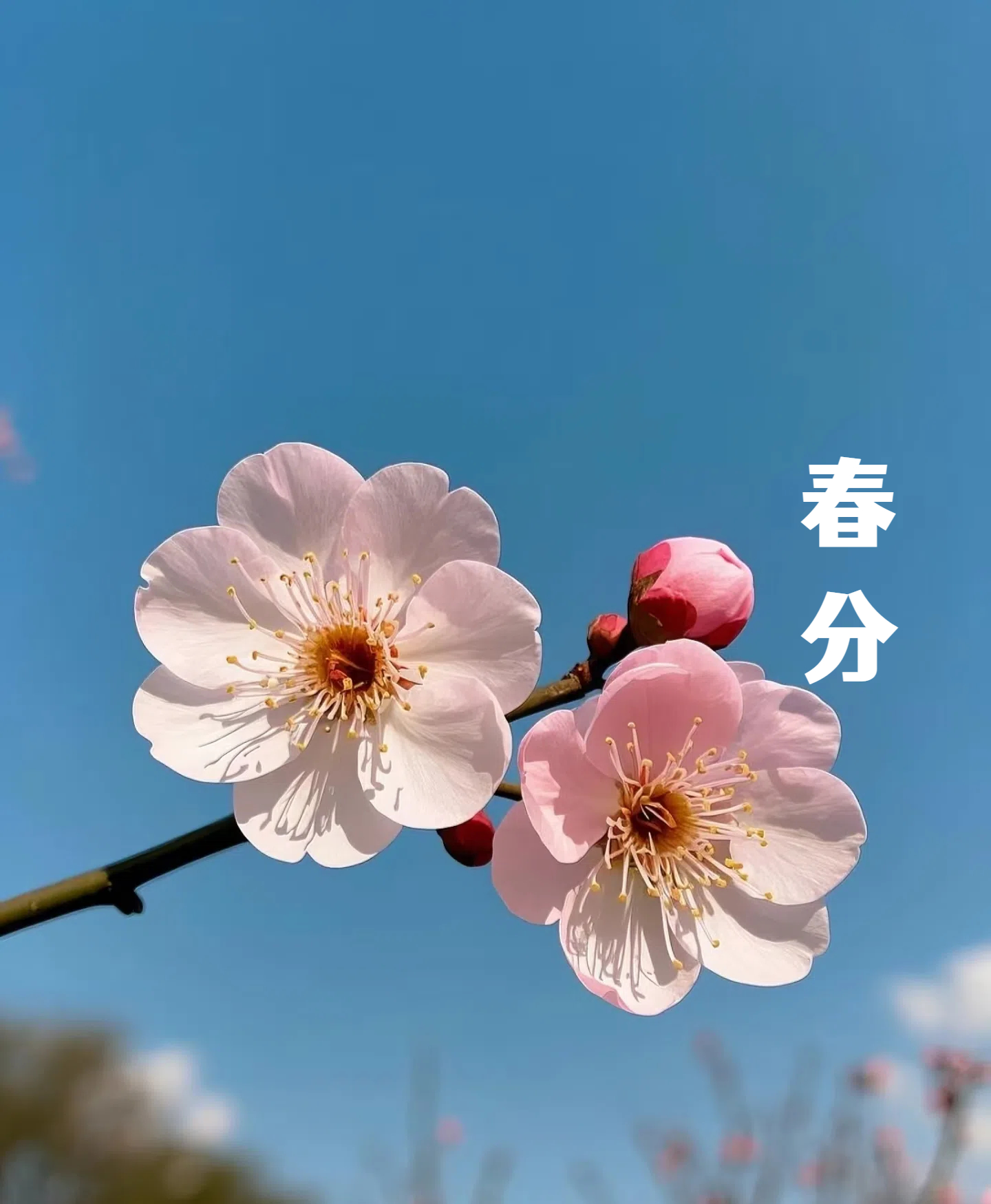 春分||花間一壺酒，莫負好時光