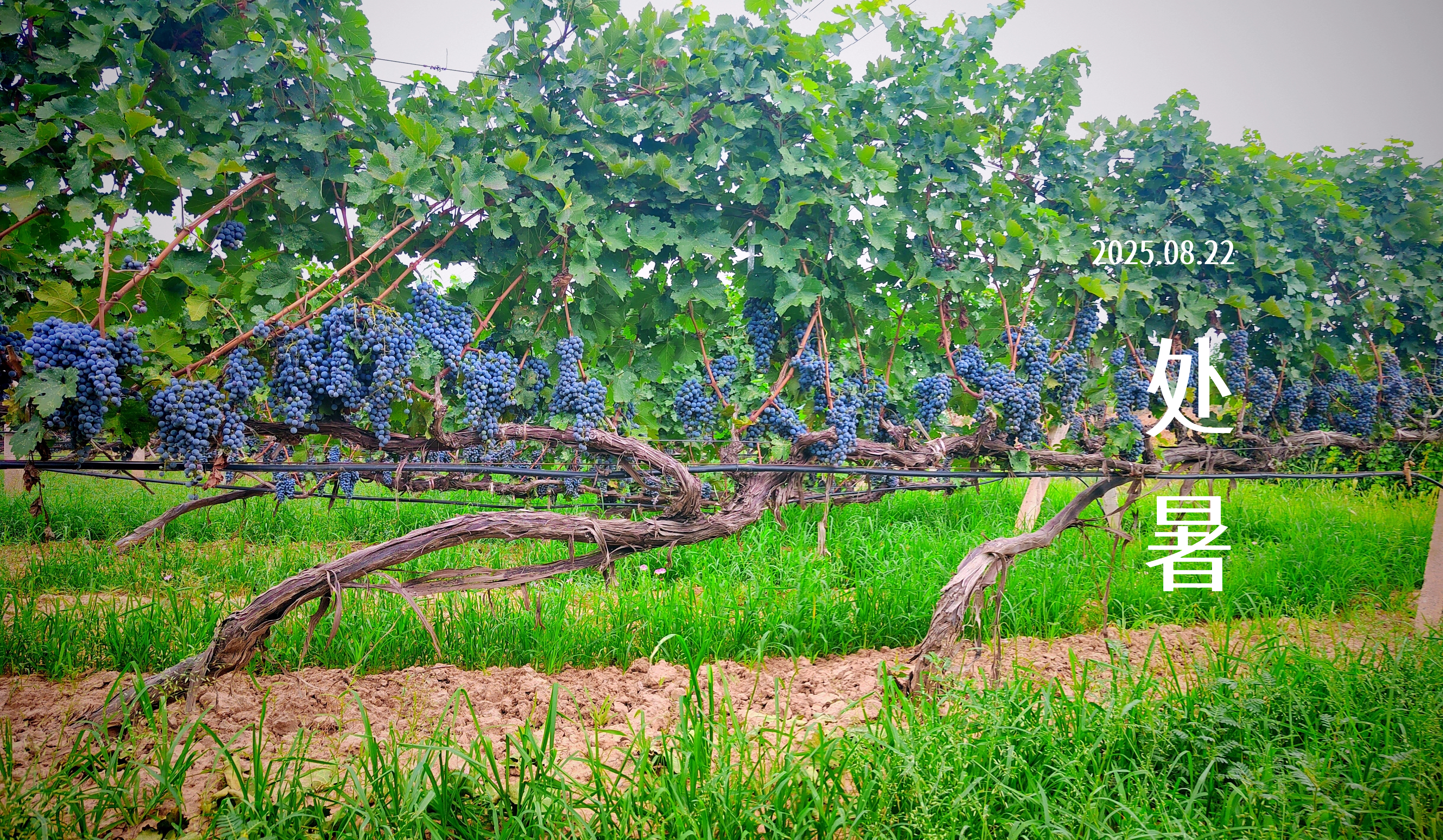 處暑||佳釀迎處暑，微醺共金秋